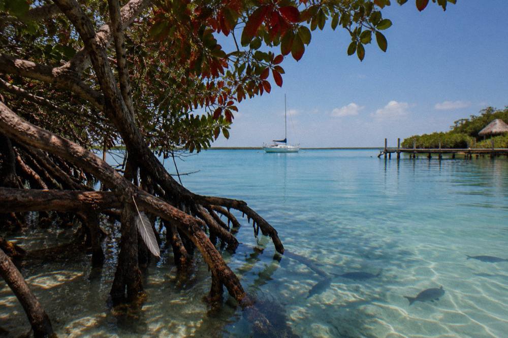 Small sailboat drifting on still blue lagoon water near a mangrove shoreline