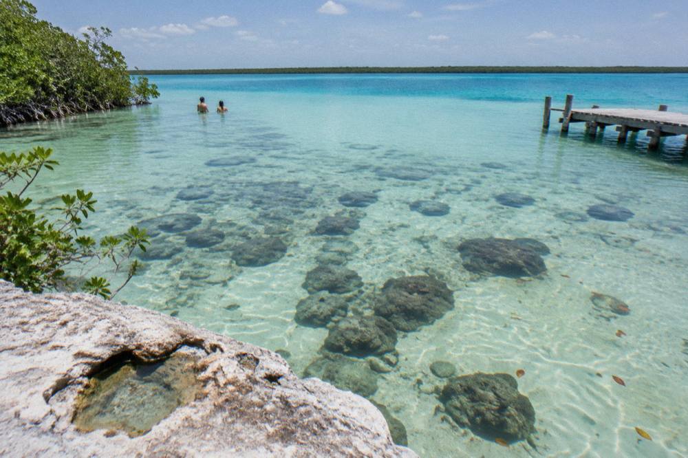 Dark rounded microbialite formations in shallow clear water along a lagoon shoreline