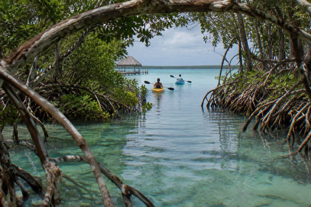 Kayaks drifting in a narrow channel of clear shallow water between mangrove walls