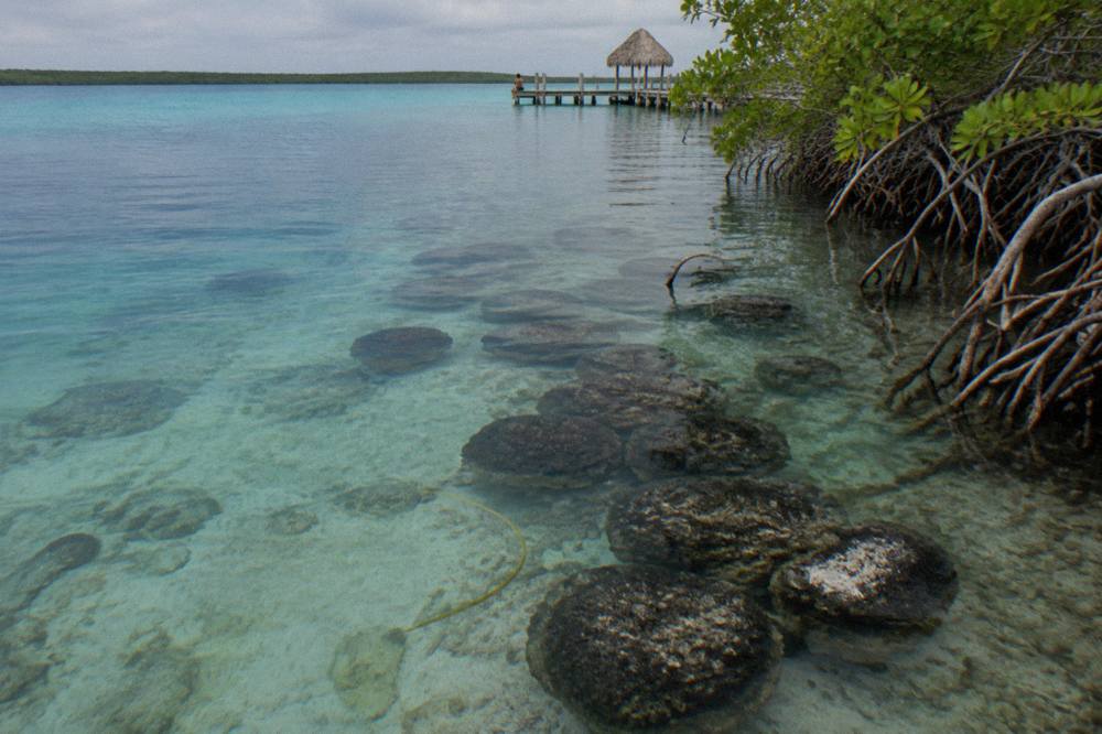 Dark rounded microbialite domes in clear shallow water beside a mangrove edge