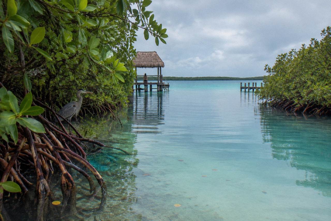 Narrow turquoise channel of clear water between low mangrove banks in Bacalar