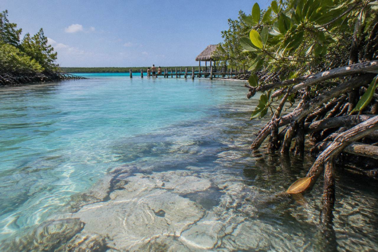 Narrow turquoise channel of Los Rapidos with clear water over pale limestone and mangrove edge