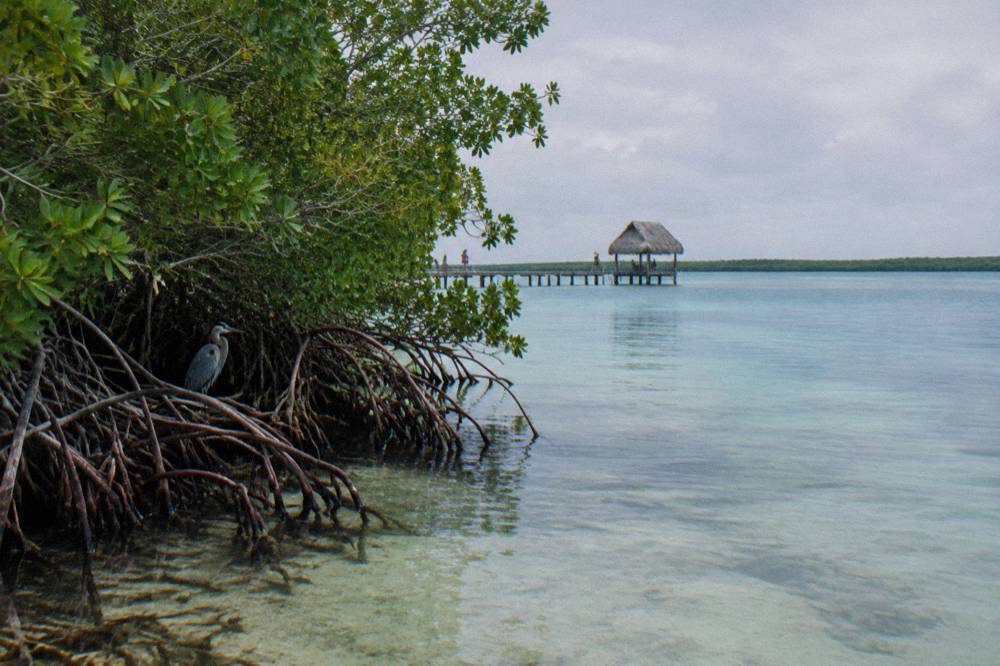 Mangrove shoreline at the edge of Bacalar Lagoon under a pale sky